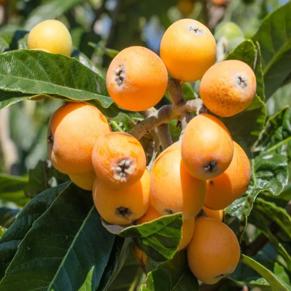 Loquat_Fruit_Plants_&_Tree(1.5-3_Feet_Size)