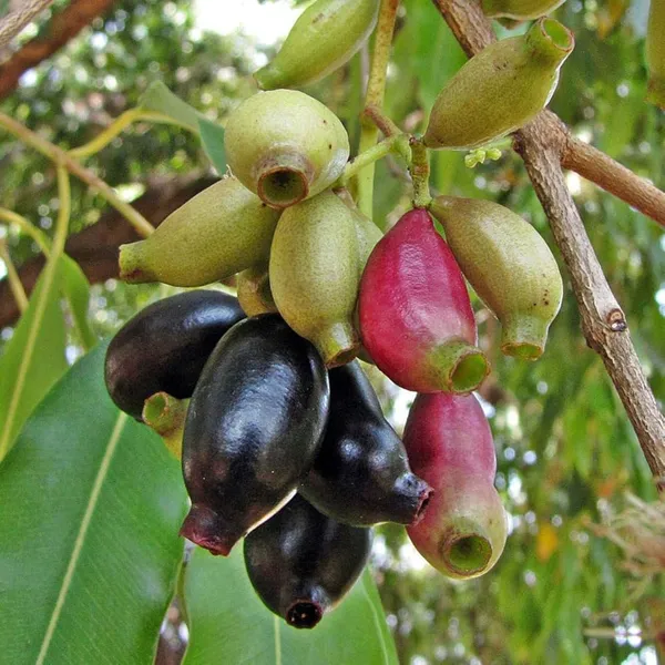 Thai_KG_10_Black_Jamun_Jambolan_Jam_Grafted_Fruit_Plants_&_Tree(1.5-3_Feet_Size)