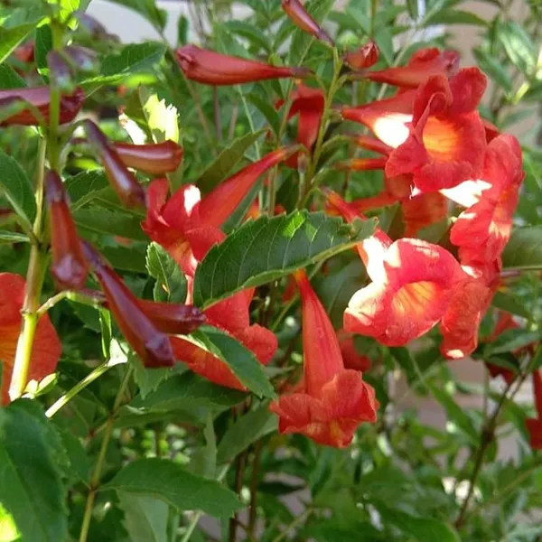 Red_Colour_Tecoma_Climbers_Flower_Plants_&_Tree(1-2_Feet_Size)