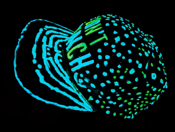One-Of-Kind_|_INSANE-MYSTIC-4D-HAND-ART_|_DON'T-FLINCH-PORTAL_|_UV_&_Glow_In_DARK__Reactive|__CAP