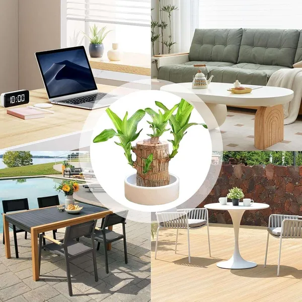 Lucky_Brazil_Wood_Potted_Plant_With_One_Buddha,_Healthy_Indoor_Plant,_Live_Lucky_Brazilian_Wood_Plant_for_Home_Decor,_Feng_Shui_Good_Luck_Money_Bamboo_Plant_lucky_wood