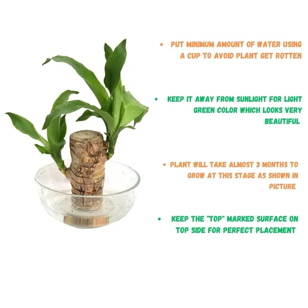 Lucky_Brazil_Wood_Potted_Plant_With_One_Buddha,_Healthy_Indoor_Plant,_Live_Lucky_Brazilian_Wood_Plant_for_Home_Decor,_Feng_Shui_Good_Luck_Money_Bamboo_Plant_lucky_wood