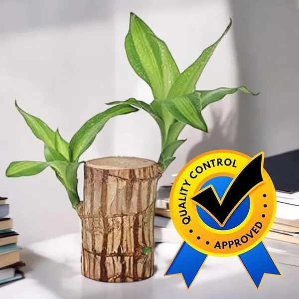 Lucky_Brazil_Wood_Potted_Plant_With_One_Buddha,_Healthy_Indoor_Plant,_Live_Lucky_Brazilian_Wood_Plant_for_Home_Decor,_Feng_Shui_Good_Luck_Money_Bamboo_Plant_lucky_wood