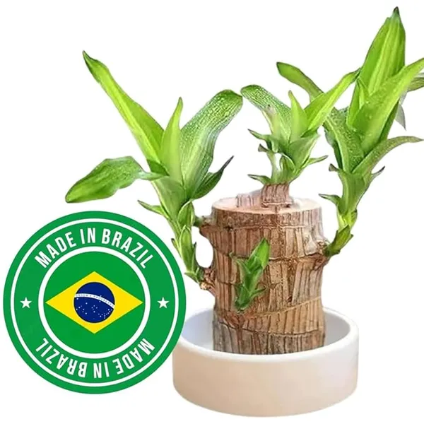 Lucky_Brazil_Wood_Potted_Plant_With_One_Buddha,_Healthy_Indoor_Plant,_Live_Lucky_Brazilian_Wood_Plant_for_Home_Decor,_Feng_Shui_Good_Luck_Money_Bamboo_Plant_lucky_wood