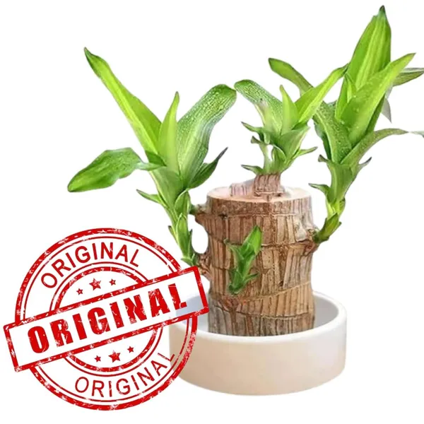 Lucky_Brazil_Wood_Potted_Plant_With_One_Buddha,_Healthy_Indoor_Plant,_Live_Lucky_Brazilian_Wood_Plant_for_Home_Decor,_Feng_Shui_Good_Luck_Money_Bamboo_Plant_lucky_wood