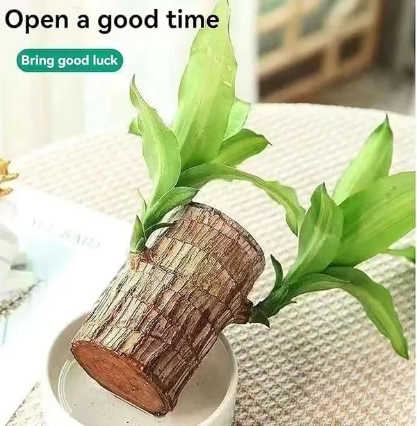 Lucky_Brazil_Wood_Potted_Plant_With_One_Buddha,_Healthy_Indoor_Plant,_Live_Lucky_Brazilian_Wood_Plant_for_Home_Decor,_Feng_Shui_Good_Luck_Money_Bamboo_Plant_lucky_wood