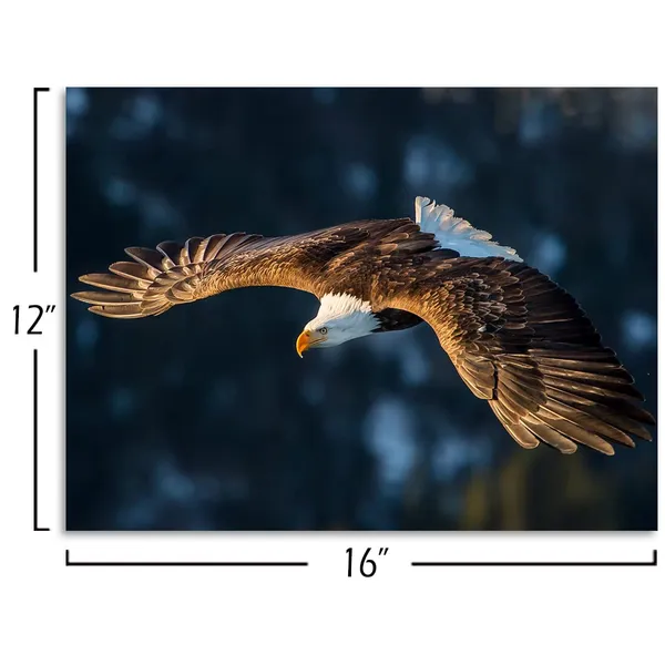 Multicolor_Eagle_Canvas_Wall_Art_Brown_And_White_Flying_Bald_Eagle_Picture_Cool_Animal_Painting_Artwork_|_For_Bedroom_Bathroom_Living_Room_Decoration_Framed_Home_Ofiice_Walls_Decor_12"X16"_1_Piece