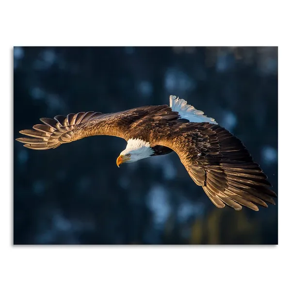 Multicolor_Eagle_Canvas_Wall_Art_Brown_And_White_Flying_Bald_Eagle_Picture_Cool_Animal_Painting_Artwork_|_For_Bedroom_Bathroom_Living_Room_Decoration_Framed_Home_Ofiice_Walls_Decor_12"X16"_1_Piece
