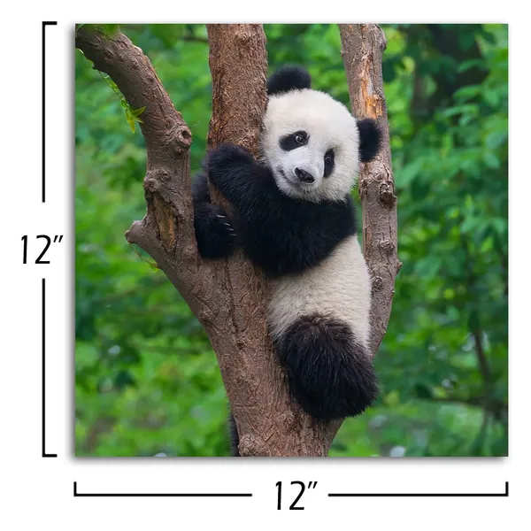 Multicolor_Black_And_White_Animal_Wall_Art_Cute_Panda_Poster_Picture_Canvas_Prints_Green_Painting_Walls_Decor_|_For_Bedroom_Bathroom_Nursery_Framed_Artwork_Home_Decoration_12"X12"_1_Piece