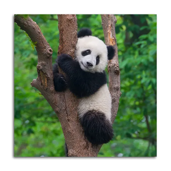 Multicolor_Black_And_White_Animal_Wall_Art_Cute_Panda_Poster_Picture_Canvas_Prints_Green_Painting_Walls_Decor_|_For_Bedroom_Bathroom_Nursery_Framed_Artwork_Home_Decoration_12"X12"_1_Piece