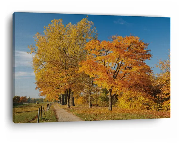 Multicolor_Autumn_Tree_Park_Colorful,_Wooden_Framed_Canvas_Paintings_|_For_Home_Decor_|_Bedroom,_Living_Room,Wall_Decoration_|_Wall_Art_Painting,_Ct0827,_Size_16_X_24_In