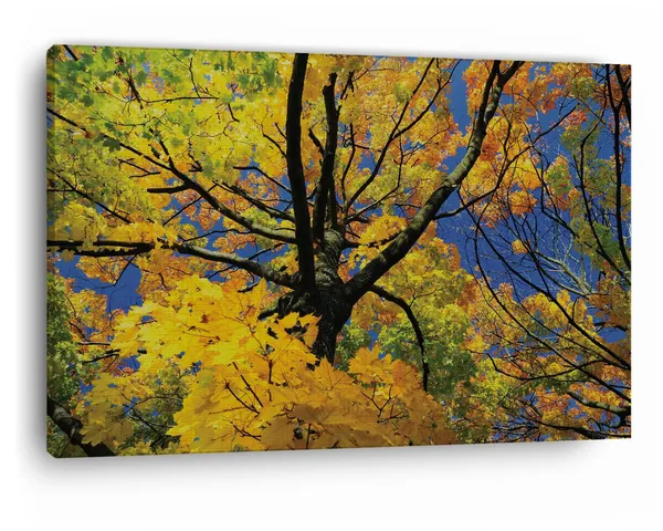 Multicolor_Abstract,_Wooden_Framed_Canvas_Paintings_|_For_Home_Decor_|_Bedroom,_Living_Room,Wall_Decoration_|_Wall_Art_Painting,_Ct0843,_Size_16_X_24_In