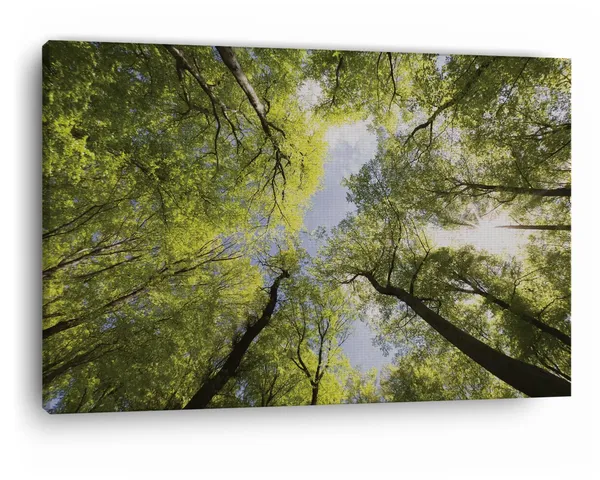 Multicolor_The_Best_|_Forests_In_The_Uk,_Wooden_Framed_Canvas_Paintings_|_For_Home_Decor_|_Bedroom,_Living_Room,Wall_Decoration_|_Wall_Art_Painting,_Ct0847,_Size_16_X_24_In
