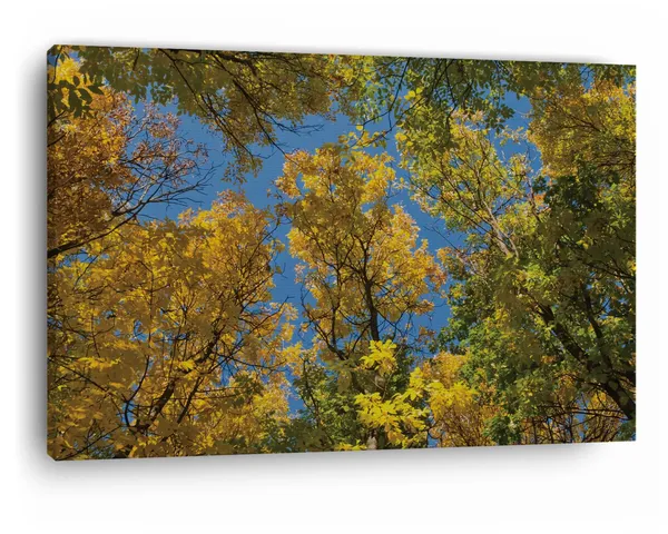 Multicolor_Autumn_Tree_Branches,_Wooden_Framed_Canvas_Paintings_|_For_Home_Decor_|_Bedroom,_Living_Room,Wall_Decoration_|_Wall_Art_Painting,_Ct0855,_Size_16_X_24_In