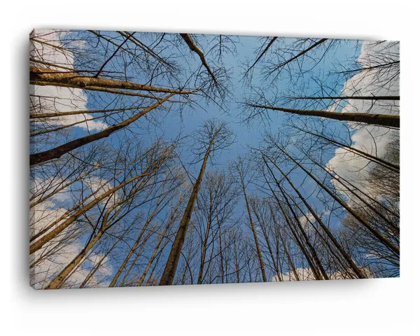 Multicolor_Tree_Branches_With_No_Leaves,_Wooden_Framed_Canvas_Paintings_|_For_Home_Decor_|_Bedroom,_Living_Room,Wall_Decoration_|_Wall_Art_Painting,_Ct0856,_Size_16_X_24_In