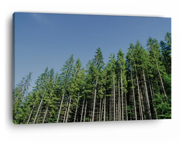 Multicolor_Pine_Tree,_Wooden_Framed_Canvas_Paintings_|_For_Home_Decor_|_Bedroom,_Living_Room,Wall_Decoration_|_Wall_Art_Painting,_Ct0859,_Size_16_X_24_In