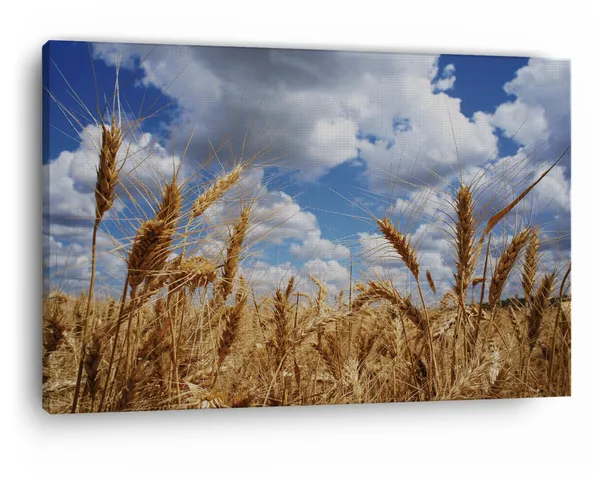 Multicolor_Wheat_Fields,_Wooden_Framed_Canvas_Paintings_|_For_Home_Decor_|_Bedroom,_Living_Room,Wall_Decoration_|_Wall_Art_Painting,_Ct0932,_Size_16_X_24_In
