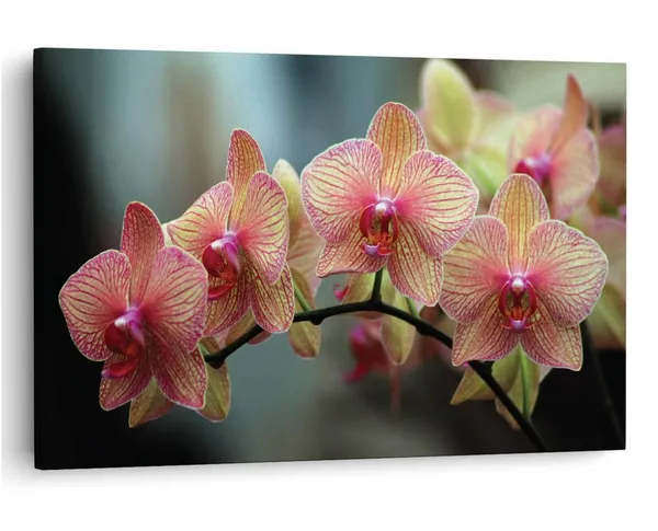 Multicolor_16_X_24_Inch,_Pine_Wood_Framed_Canvas_Paintings_|_For_Home_Decor,_Ready_To_Wall_Hanging,_Premium_Painting_|_For_|_Bedroom,_Living_Room,_Office_Wall_Decoration_|_Wall_Art_Painting,_Ct1011
