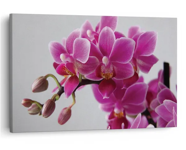 Multicolor_16_X_24_Inch,_Pine_Wood_Framed_Canvas_Paintings_|_For_Home_Decor,_Ready_To_Wall_Hanging,_Premium_Painting_|_For_|_Bedroom,_Living_Room,_Office_Wall_Decoration_|_Wall_Art_Painting,_Ct1012