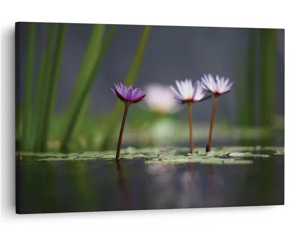Multicolor_16_X_24_Inch,_Pine_Wood_Framed_Canvas_Paintings_|_For_Home_Decor,_Ready_To_Wall_Hanging,_Premium_Painting_|_For_|_Bedroom,_Living_Room,_Office_Wall_Decoration_|_Wall_Art_Painting,_Ct1049