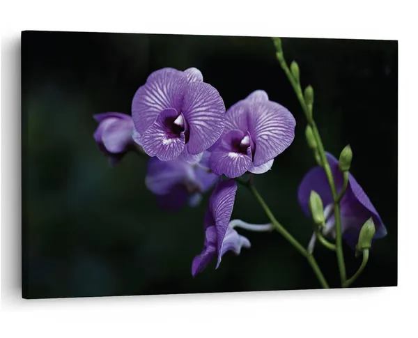 Multicolor_16_X_24_Inch,_Pine_Wood_Framed_Canvas_Paintings_|_For_Home_Decor,_Ready_To_Wall_Hanging,_Premium_Painting_|_For_|_Bedroom,_Living_Room,_Office_Wall_Decoration_|_Wall_Art_Painting,_Ct1150