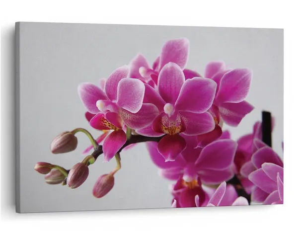 Multicolor_16_X_24_Inch,_Pine_Wood_Framed_Canvas_Paintings_|_For_Home_Decor,_Ready_To_Wall_Hanging,_Premium_Painting_|_For_|_Bedroom,_Living_Room,_Office_Wall_Decoration_|_Wall_Art_Painting,_Ct1497
