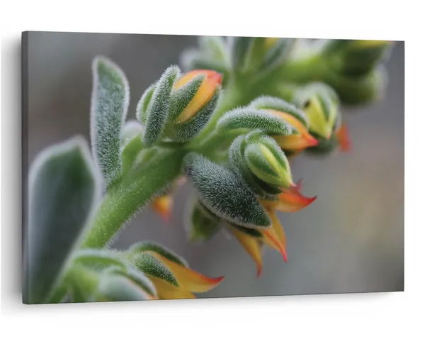Multicolor_16_X_24_Inch,_Pine_Wood_Framed_Canvas_Paintings_|_For_Home_Decor,_Ready_To_Wall_Hanging,_Premium_Painting_|_For_|_Bedroom,_Living_Room,_Office_Wall_Decoration_|_Wall_Art_Painting,_Ct1500