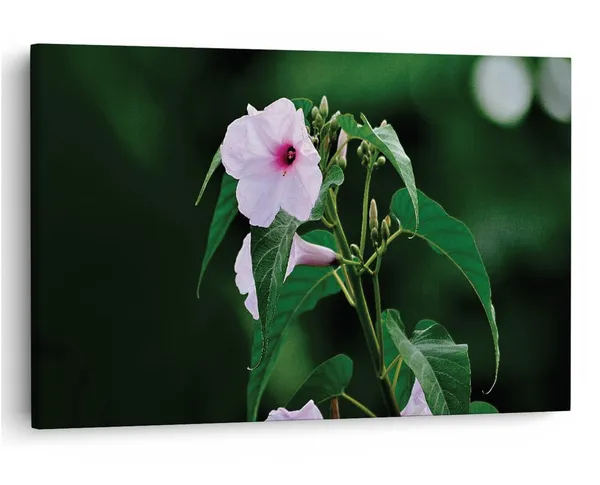 Multicolor_16_X_24_Inch,_Pine_Wood_Framed_Canvas_Paintings_|_For_Home_Decor,_Ready_To_Wall_Hanging,_Premium_Painting_|_For_|_Bedroom,_Living_Room,_Office_Wall_Decoration_|_Wall_Art_Painting,_Ct1501