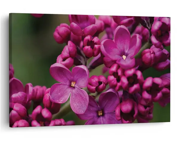 Multicolor_16_X_24_Inch,_Pine_Wood_Framed_Canvas_Paintings_|_For_Home_Decor,_Ready_To_Wall_Hanging,_Premium_Painting_|_For_|_Bedroom,_Living_Room,_Office_Wall_Decoration_|_Wall_Art_Painting,_Ct1506
