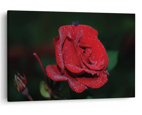 Multicolor_16_X_24_Inch,_Pine_Wood_Framed_Canvas_Paintings_|_For_Home_Decor,_Ready_To_Wall_Hanging,_Premium_Painting_|_For_|_Bedroom,_Living_Room,_Office_Wall_Decoration_|_Wall_Art_Painting,_Ct1515