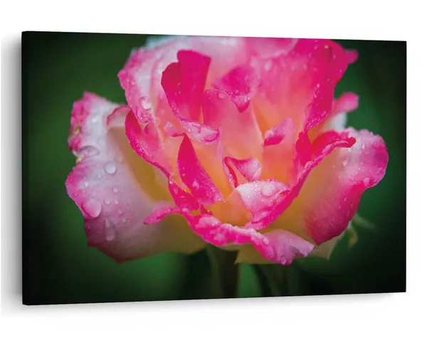 Multicolor_16_X_24_Inch,_Pine_Wood_Framed_Canvas_Paintings_|_For_Home_Decor,_Ready_To_Wall_Hanging,_Premium_Painting_|_For_|_Bedroom,_Living_Room,_Office_Wall_Decoration_|_Wall_Art_Painting,_Ct1541