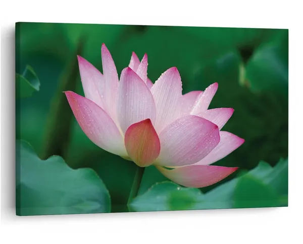 Multicolor_16_X_24_Inch,_Pine_Wood_Framed_Canvas_Paintings_|_For_Home_Decor,_Ready_To_Wall_Hanging,_Premium_Painting_|_For_|_Bedroom,_Living_Room,_Office_Wall_Decoration_|_Wall_Art_Painting,_Ct1547