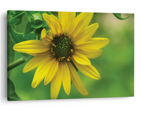 Multicolor_16_X_24_Inch,_Pine_Wood_Framed_Canvas_Paintings_|_For_Home_Decor,_Ready_To_Wall_Hanging,_Premium_Painting_|_For_|_Bedroom,_Living_Room,_Office_Wall_Decoration_|_Wall_Art_Painting,_Ct1555