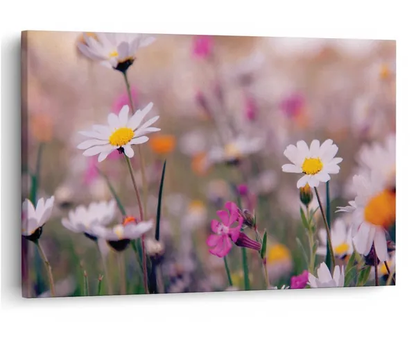 Multicolor_16_X_24_Inch,_Pine_Wood_Framed_Canvas_Paintings_|_For_Home_Decor,_Ready_To_Wall_Hanging,_Premium_Painting_|_For_|_Bedroom,_Living_Room,_Office_Wall_Decoration_|_Wall_Art_Painting,_Ct1557