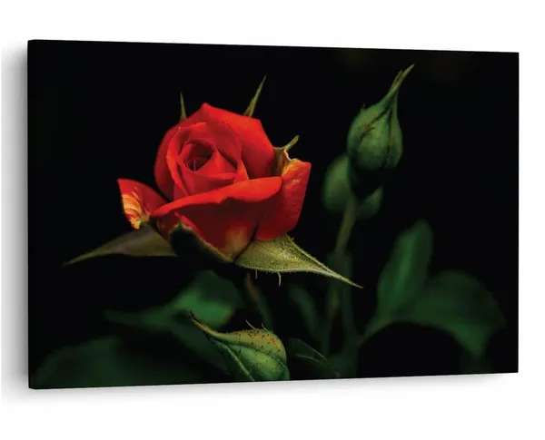 Multicolor_16_X_24_Inch,_Pine_Wood_Framed_Canvas_Paintings_|_For_Home_Decor,_Ready_To_Wall_Hanging,_Premium_Painting_|_For_|_Bedroom,_Living_Room,_Office_Wall_Decoration_|_Wall_Art_Painting,_Ct1576