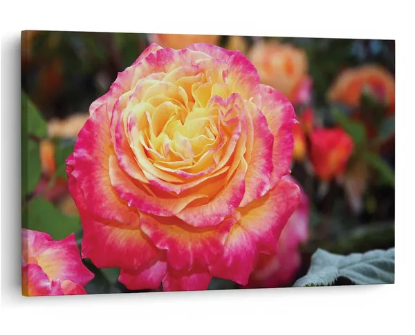 Multicolor_16_X_24_Inch,_Pine_Wood_Framed_Canvas_Paintings_|_For_Home_Decor,_Ready_To_Wall_Hanging,_Premium_Painting_|_For_|_Bedroom,_Living_Room,_Office_Wall_Decoration_|_Wall_Art_Painting,_Ct1602