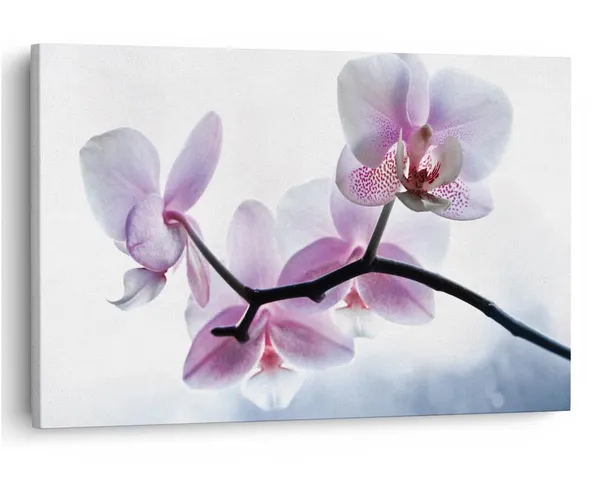 Multicolor_16_X_24_Inch,_Pine_Wood_Framed_Canvas_Paintings_|_For_Home_Decor,_Ready_To_Wall_Hanging,_Premium_Painting_|_For_|_Bedroom,_Living_Room,_Office_Wall_Decoration_|_Wall_Art_Painting,_Ct1604