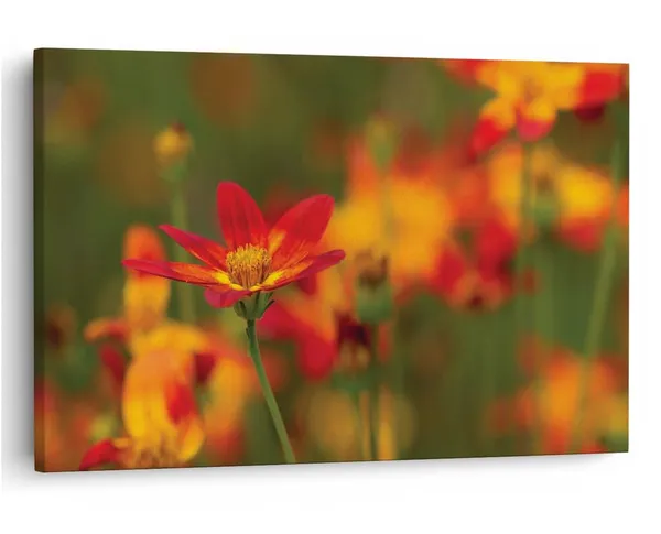 Multicolor_16_X_24_Inch,_Pine_Wood_Framed_Canvas_Paintings_|_For_Home_Decor,_Ready_To_Wall_Hanging,_Premium_Painting_|_For_|_Bedroom,_Living_Room,_Office_Wall_Decoration_|_Wall_Art_Painting,_Ct1611