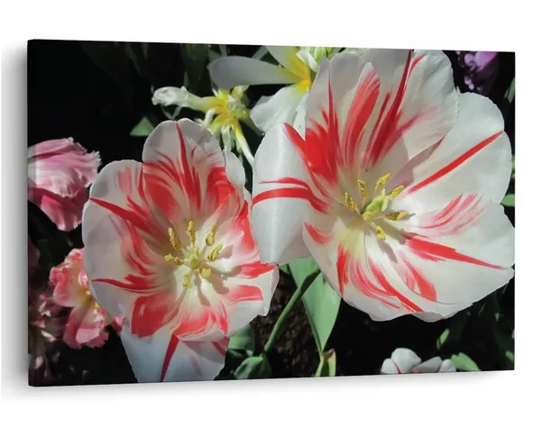 Multicolor_16_X_24_Inch,_Pine_Wood_Framed_Canvas_Paintings_|_For_Home_Decor,_Ready_To_Wall_Hanging,_Premium_Painting_|_For_|_Bedroom,_Living_Room,_Office_Wall_Decoration_|_Wall_Art_Painting,_Ct1614