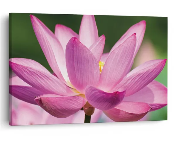 Multicolor_16_X_24_Inch,_Pine_Wood_Framed_Canvas_Paintings_|_For_Home_Decor,_Ready_To_Wall_Hanging,_Premium_Painting_|_For_|_Bedroom,_Living_Room,_Office_Wall_Decoration_|_Wall_Art_Painting,_Ct1616