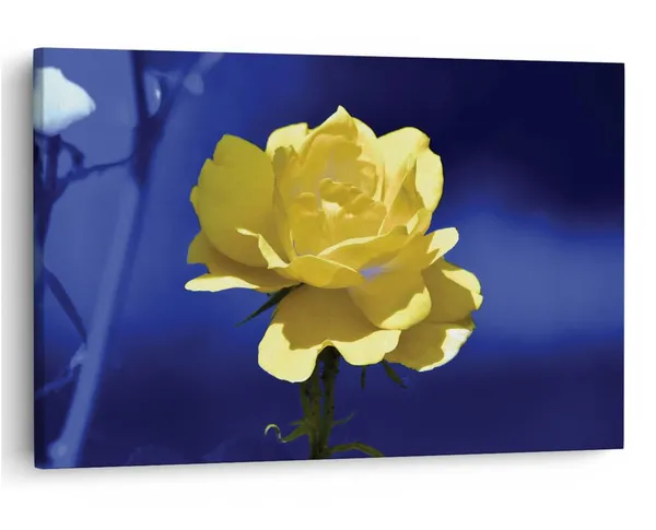 Multicolor_16_X_24_Inch,_Pine_Wood_Framed_Canvas_Paintings_|_For_Home_Decor,_Ready_To_Wall_Hanging,_Premium_Painting_|_For_|_Bedroom,_Living_Room,_Office_Wall_Decoration_|_Wall_Art_Painting,_Ct1619