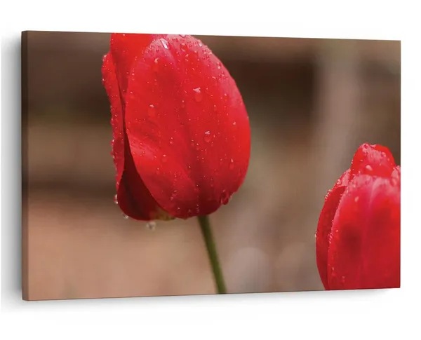 Multicolor_16_X_24_Inch,_Pine_Wood_Framed_Canvas_Paintings_|_For_Home_Decor,_Ready_To_Wall_Hanging,_Premium_Painting_|_For_|_Bedroom,_Living_Room,_Office_Wall_Decoration_|_Wall_Art_Painting,_Ct1659