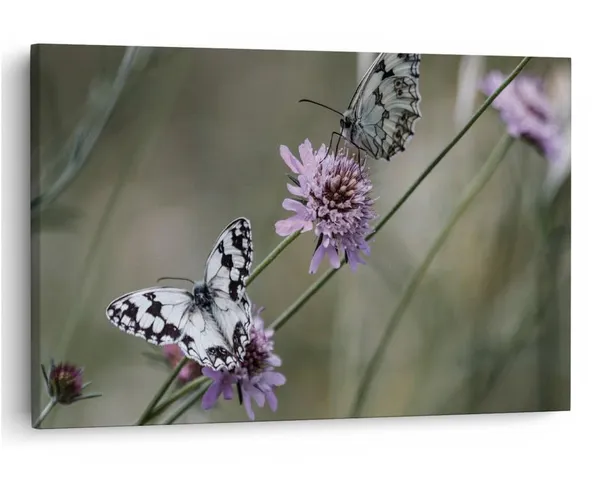 Multicolor_16_X_24_Inch,_Pine_Wood_Framed_Canvas_Paintings_|_For_Home_Decor,_Ready_To_Wall_Hanging,_Premium_Painting_|_For_|_Bedroom,_Living_Room,_Office_Wall_Decoration_|_Wall_Art_Painting,_Ct1662