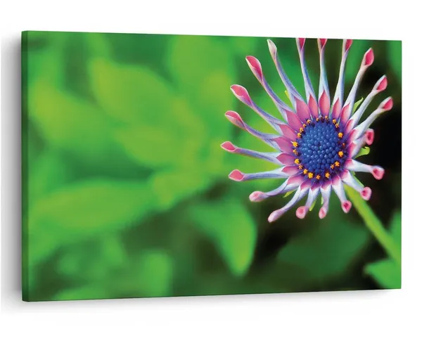 Multicolor_16_X_24_Inch,_Pine_Wood_Framed_Canvas_Paintings_|_For_Home_Decor,_Ready_To_Wall_Hanging,_Premium_Painting_|_For_|_Bedroom,_Living_Room,_Office_Wall_Decoration_|_Wall_Art_Painting,_Ct1667