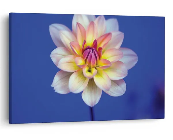 Multicolor_16_X_24_Inch,_Pine_Wood_Framed_Canvas_Paintings_|_For_Home_Decor,_Ready_To_Wall_Hanging,_Premium_Painting_|_For_|_Bedroom,_Living_Room,_Office_Wall_Decoration_|_Wall_Art_Painting,_Ct1671