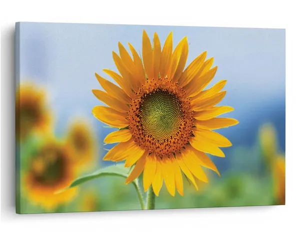 Multicolor_16_X_24_Inch,_Pine_Wood_Framed_Canvas_Paintings_|_For_Home_Decor,_Ready_To_Wall_Hanging,_Premium_Painting_|_For_|_Bedroom,_Living_Room,_Office_Wall_Decoration_|_Wall_Art_Painting,_Ct1692