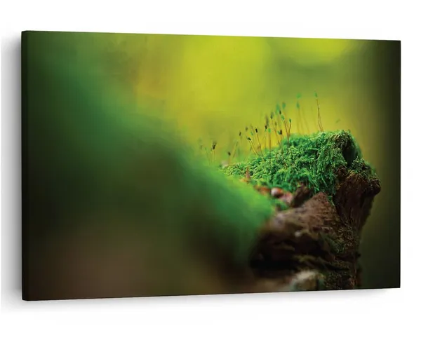 Multicolor_16_X_24_Inch,_Pine_Wood_Framed_Canvas_Paintings_|_For_Home_Decor,_Ready_To_Wall_Hanging,_Premium_Painting_|_For_|_Bedroom,_Living_Room,_Office_Wall_Decoration_|_Wall_Art_Painting,_Ct1697