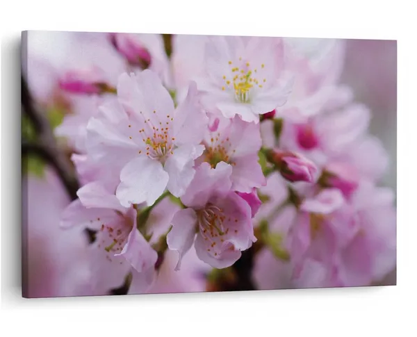 Multicolor_16_X_24_Inch,_Pine_Wood_Framed_Canvas_Paintings_|_For_Home_Decor,_Ready_To_Wall_Hanging,_Premium_Painting_|_For_|_Bedroom,_Living_Room,_Office_Wall_Decoration_|_Wall_Art_Painting,_Ct1714