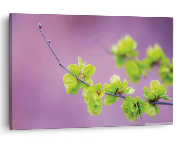 Multicolor_16_X_24_Inch,_Pine_Wood_Framed_Canvas_Paintings_|_For_Home_Decor,_Ready_To_Wall_Hanging,_Premium_Painting_|_For_|_Bedroom,_Living_Room,_Office_Wall_Decoration_|_Wall_Art_Painting,_Ct1744