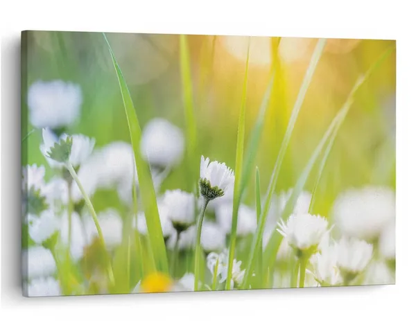 Multicolor_16_X_24_Inch,_Pine_Wood_Framed_Canvas_Paintings_|_For_Home_Decor,_Ready_To_Wall_Hanging,_Premium_Painting_|_For_|_Bedroom,_Living_Room,_Office_Wall_Decoration_|_Wall_Art_Painting,_Ct1745